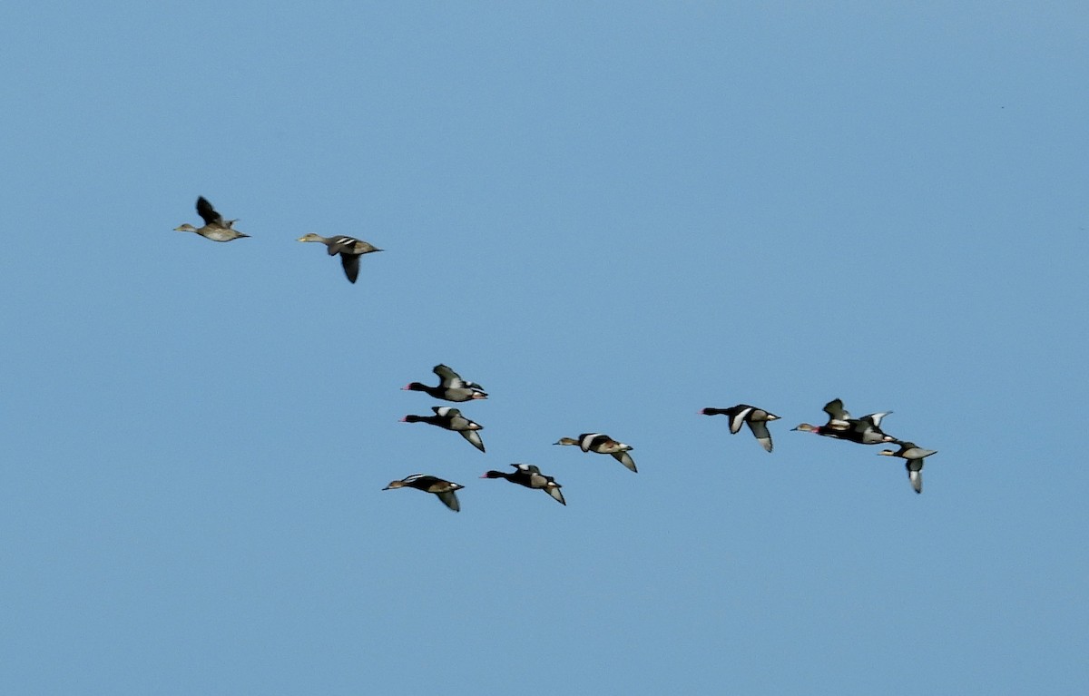 Rosy-billed Pochard - ML287134441