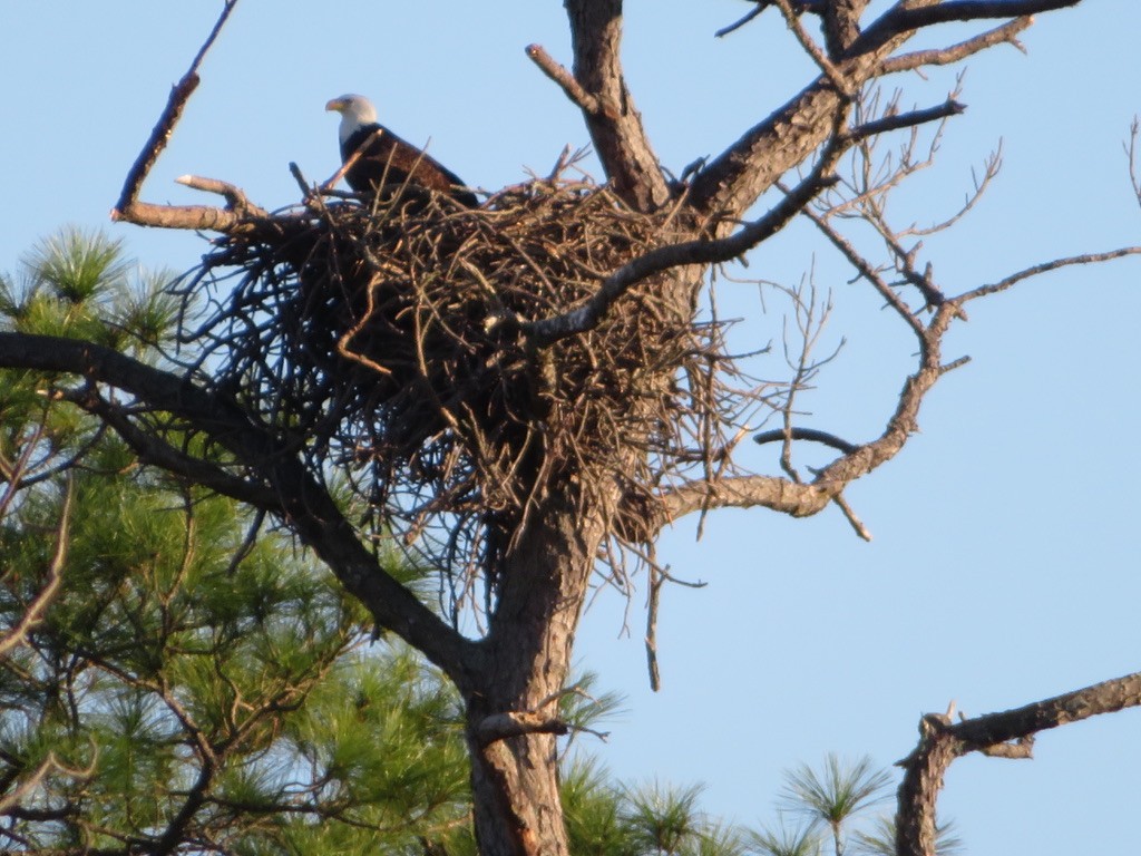 Bald Eagle - Cathy Cornelius