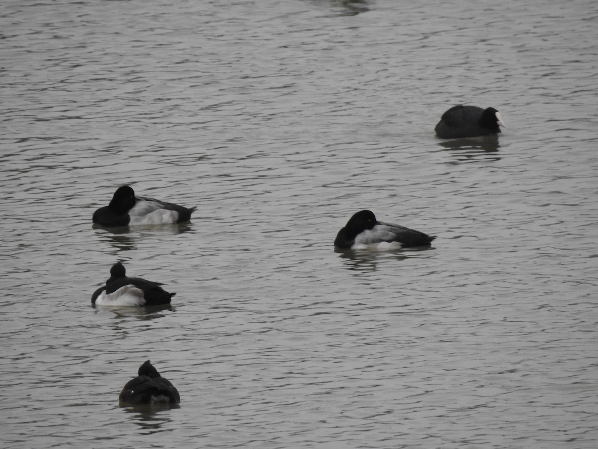 Greater Scaup - ML287136381