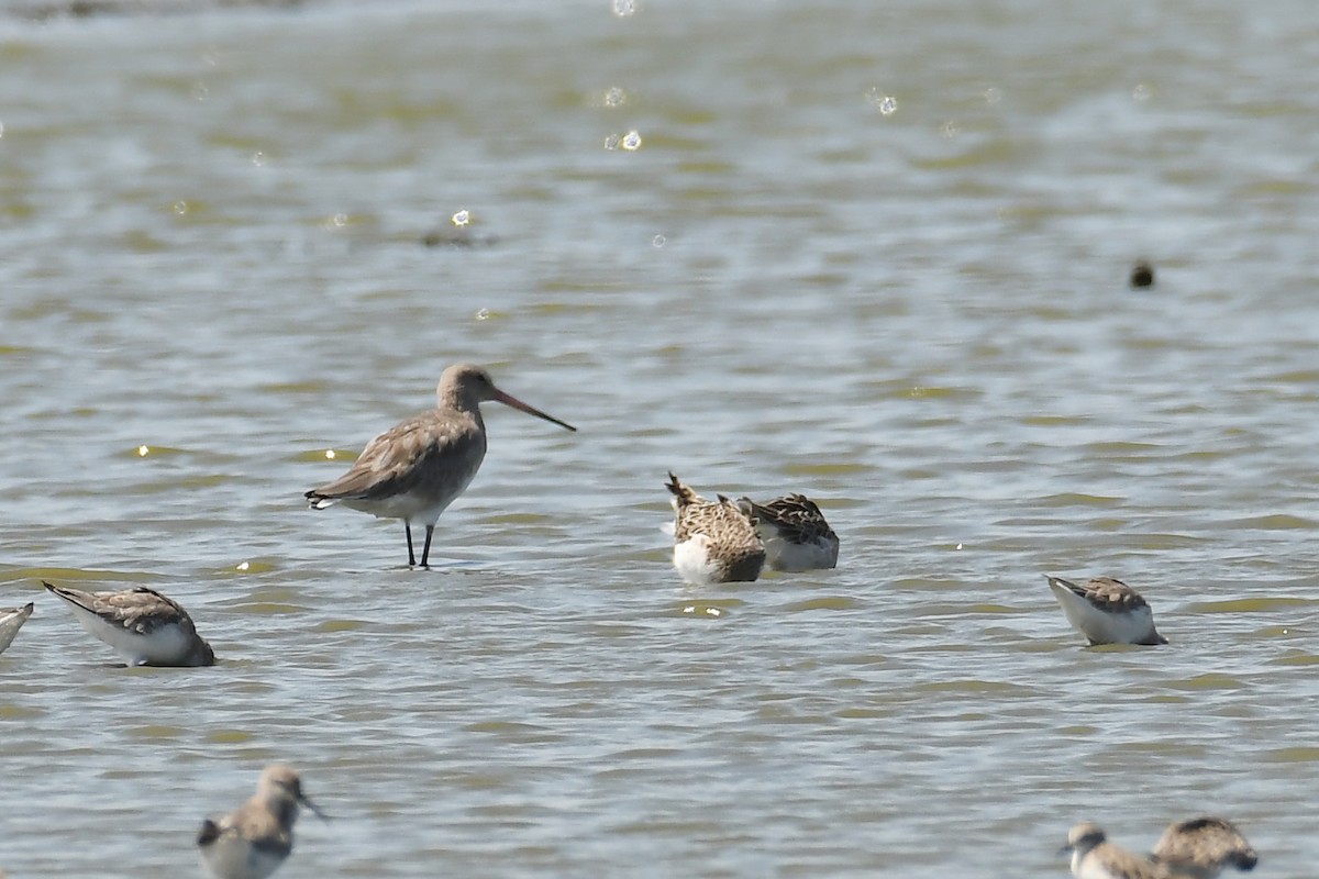 Black-tailed Godwit - ML287140251
