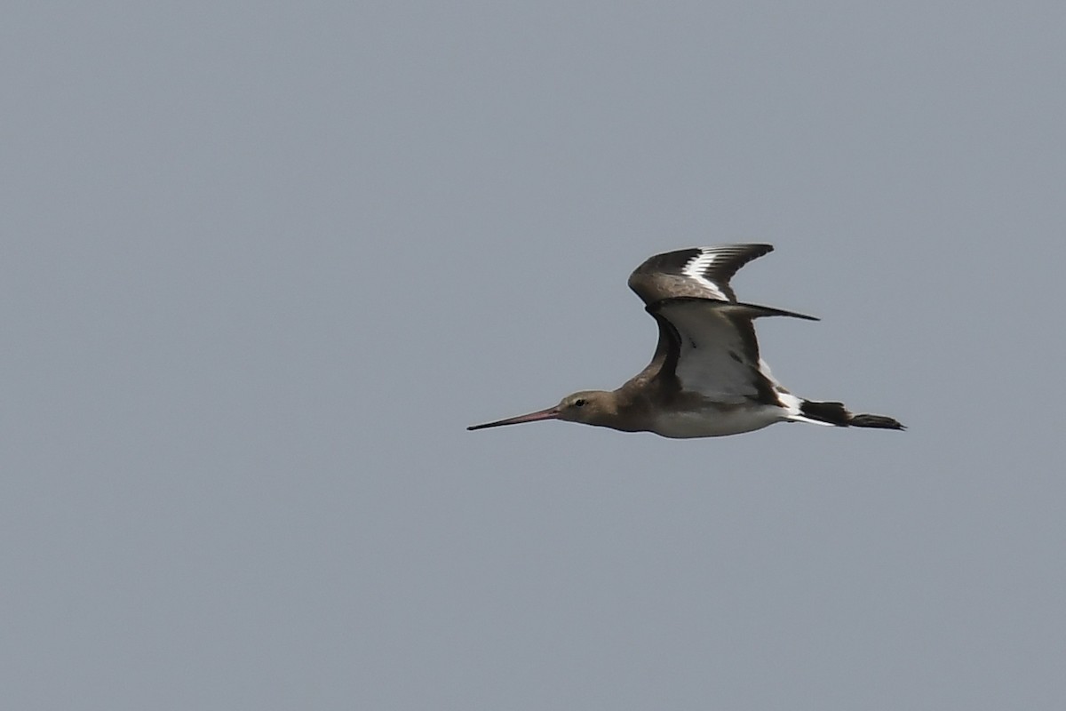 Black-tailed Godwit - ML287141021
