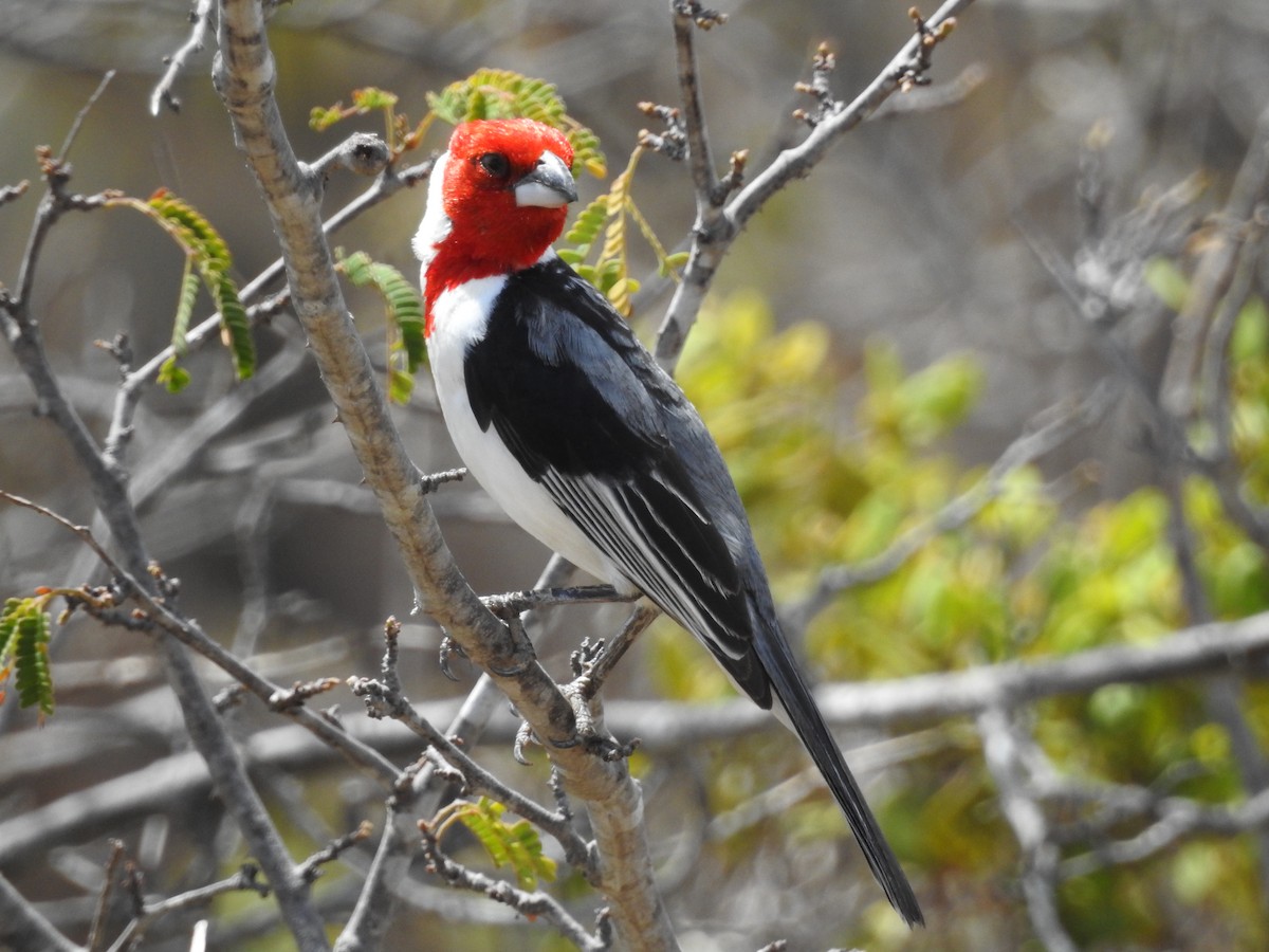 Red-cowled Cardinal - ML287141371