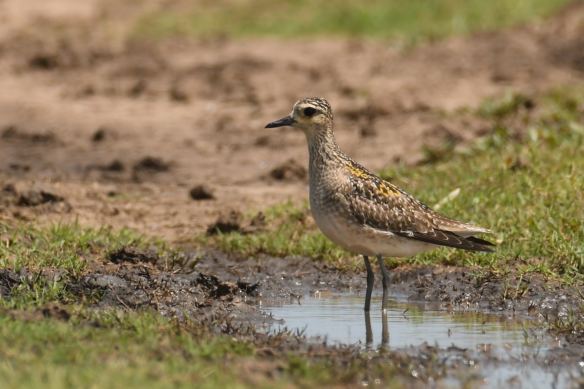 ムナグロ - ML287141381