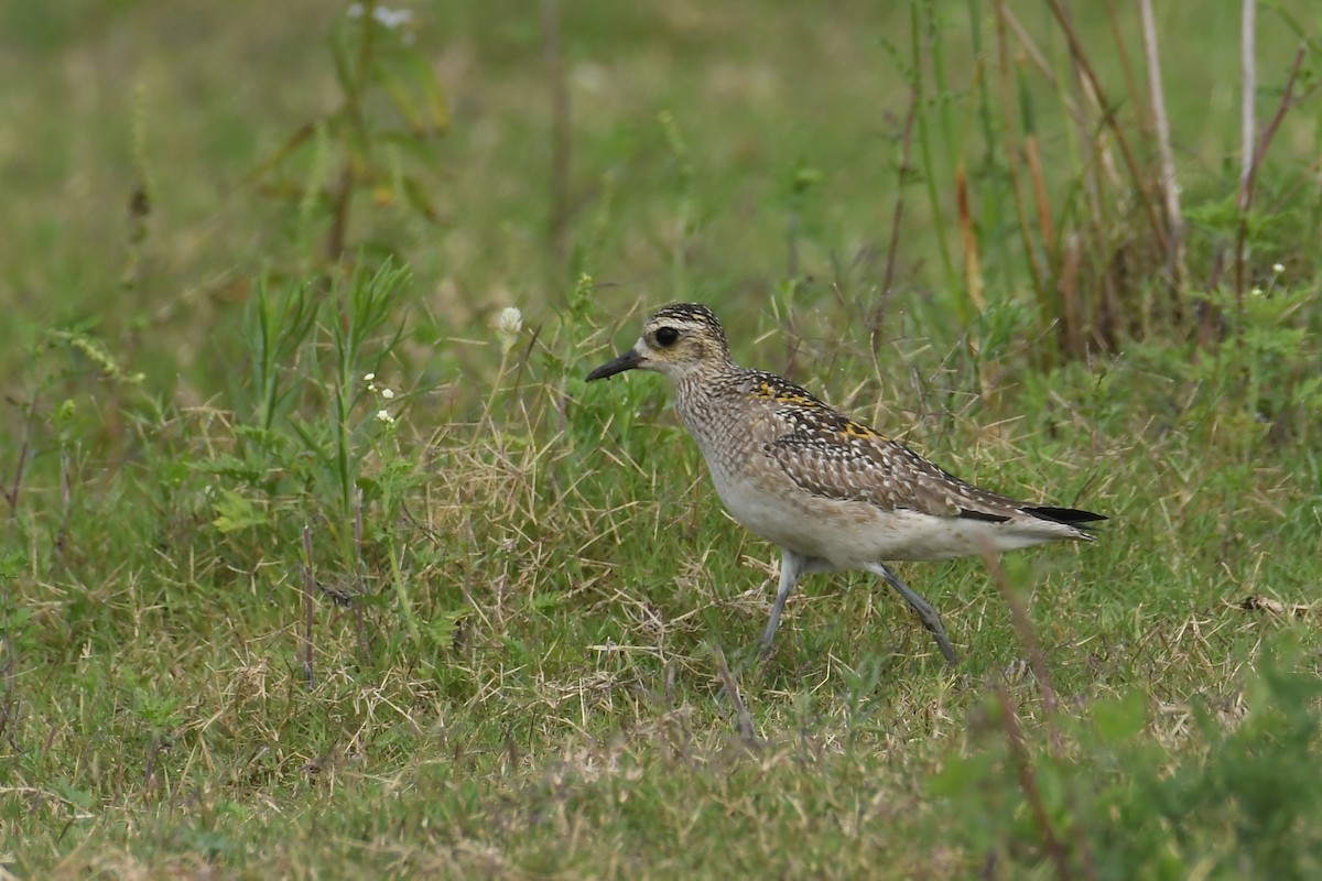 ムナグロ - ML287141661