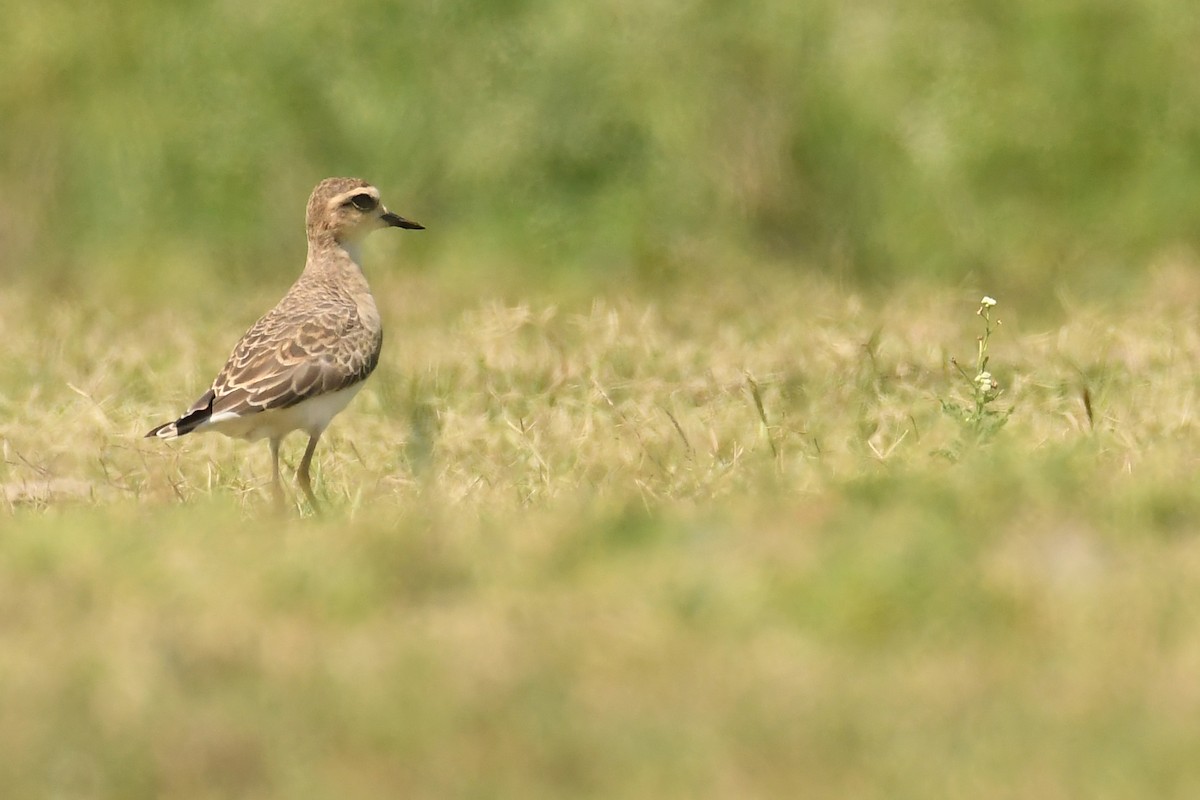 Caspian Plover - ML287141821