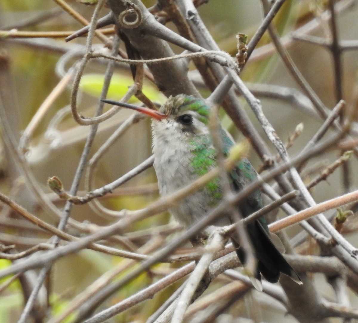 kolibřík lesklobřichý - ML287143051