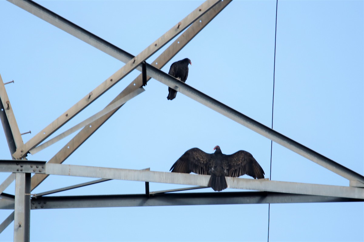 Turkey Vulture - ML287143171