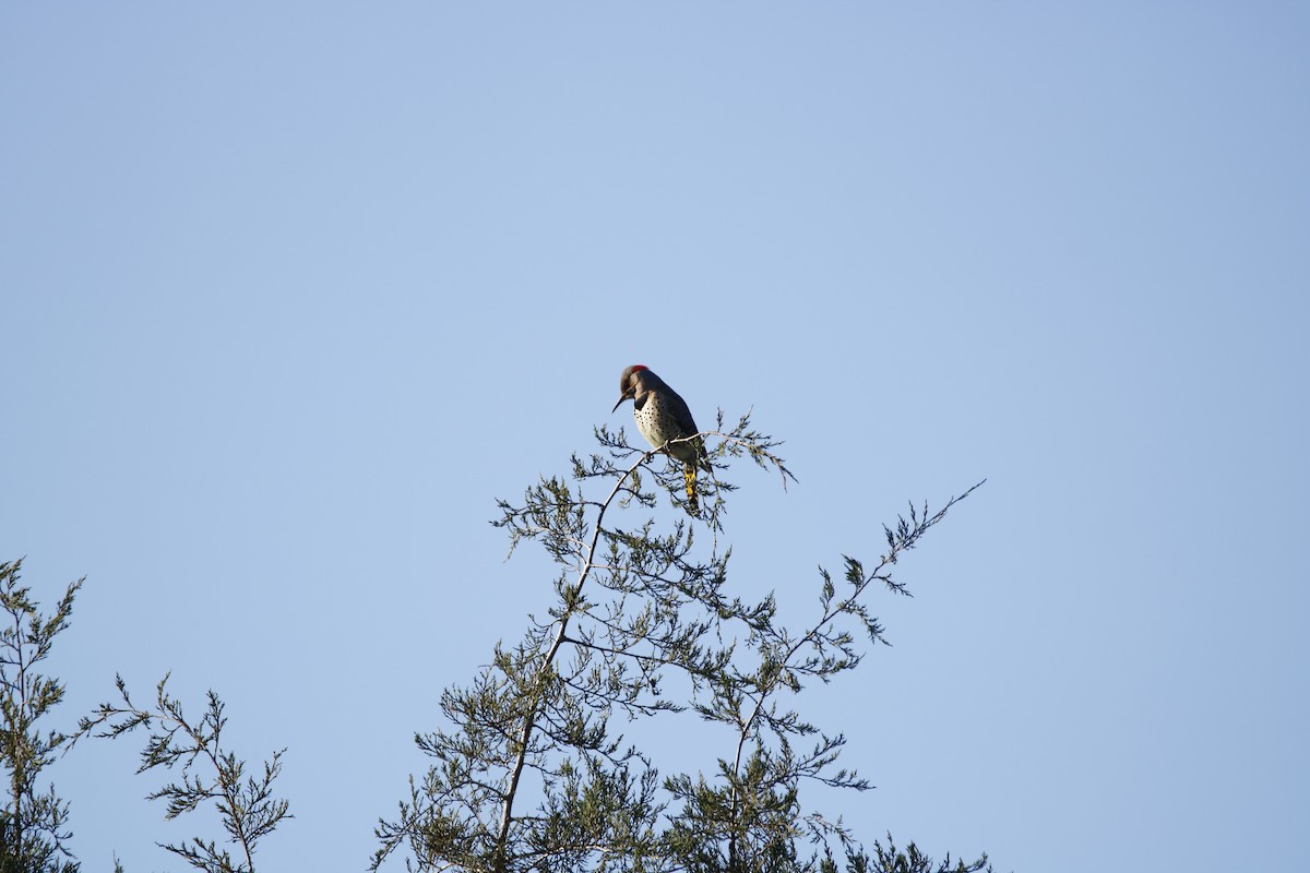Northern Flicker - ML287143341