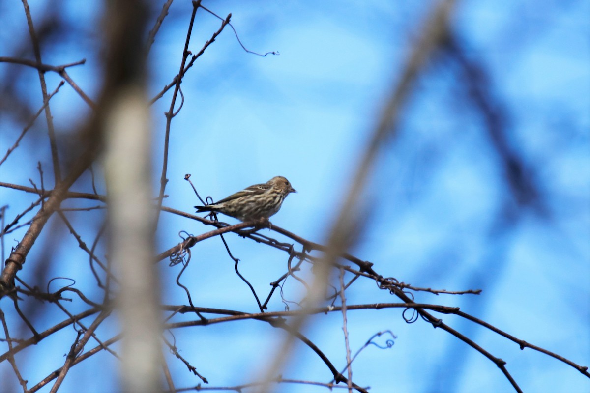 Pine Siskin - ML287143421