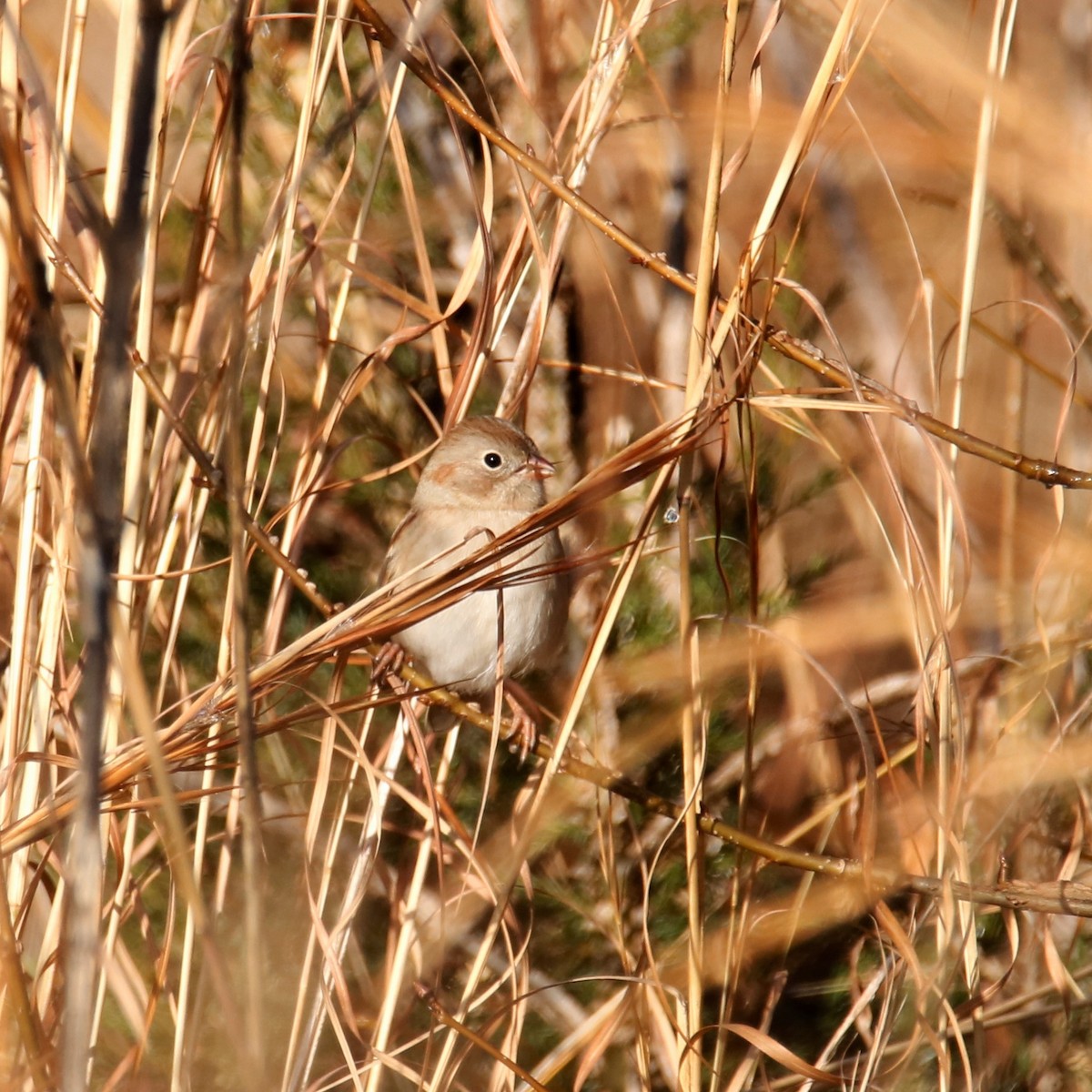 Field Sparrow - ML287143511
