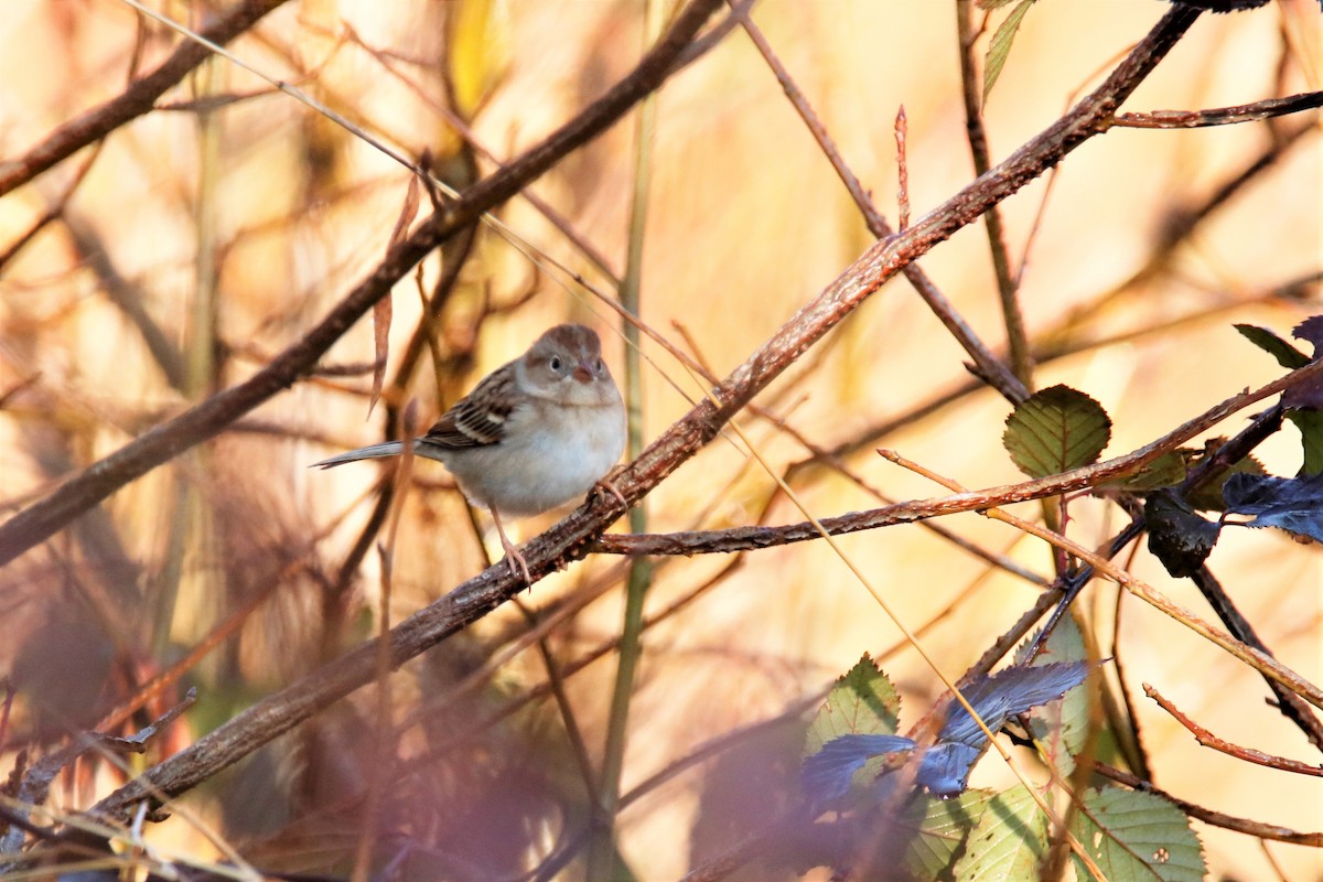 Field Sparrow - ML287144151