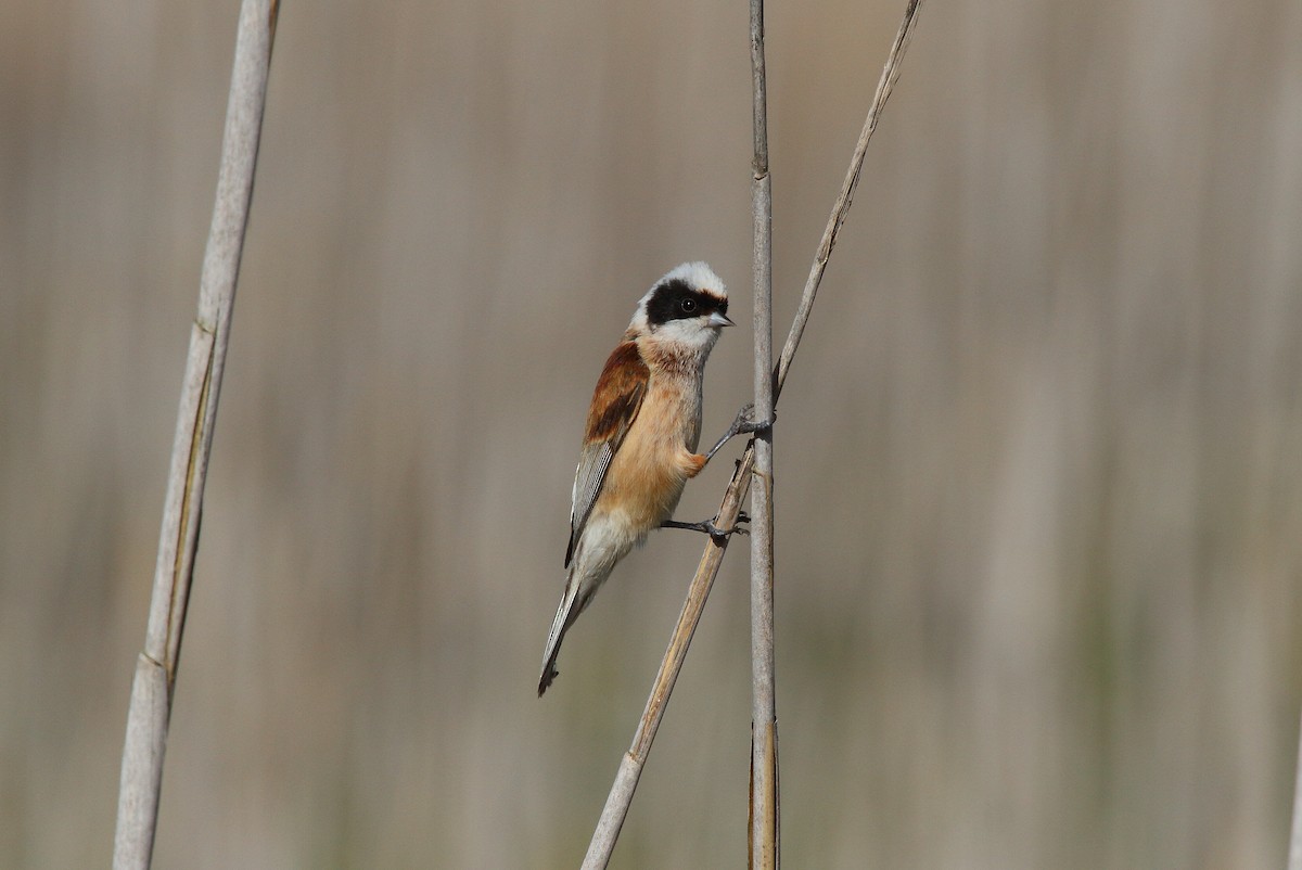 Eurasian Penduline-Tit - Patrick J. Blake