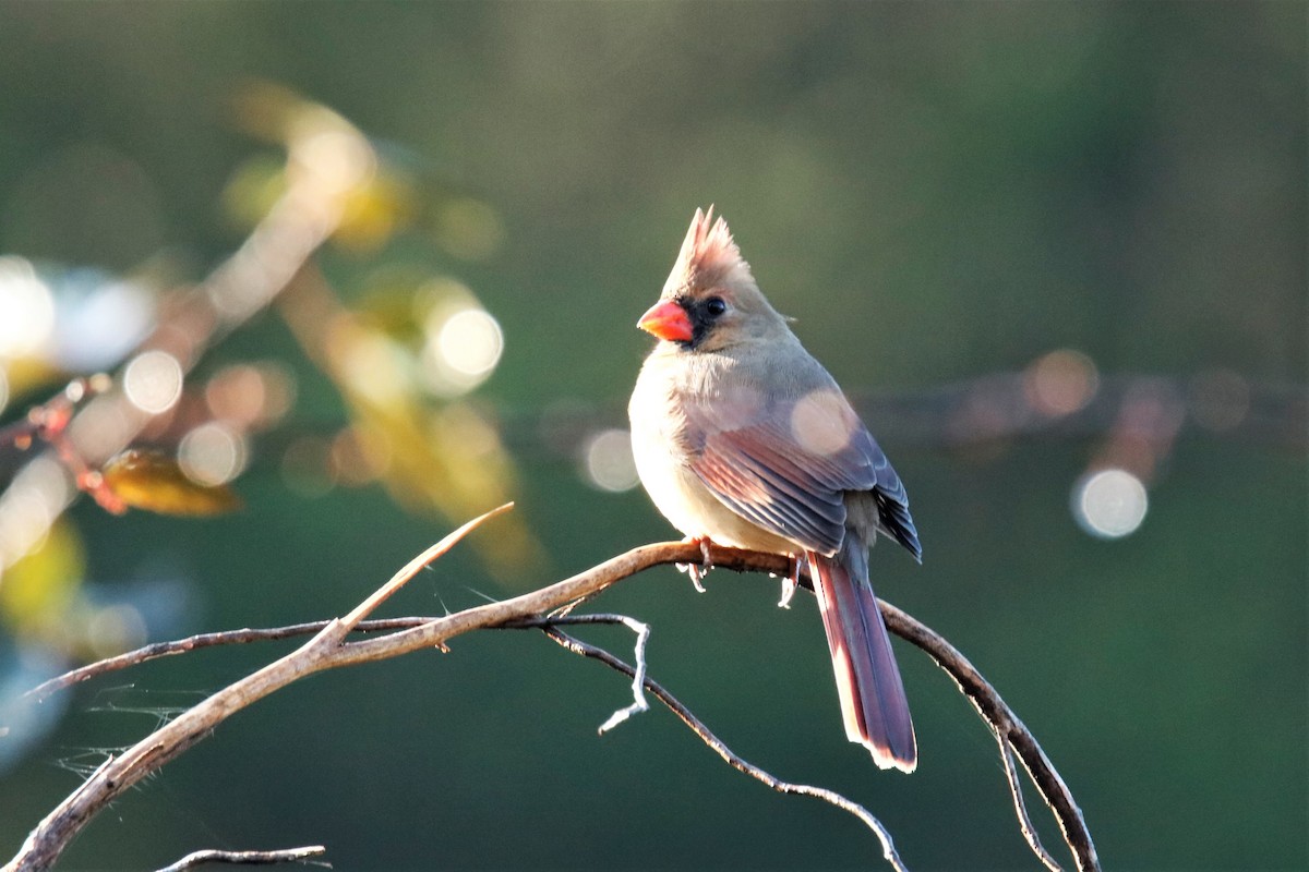 Northern Cardinal - Mary Erickson