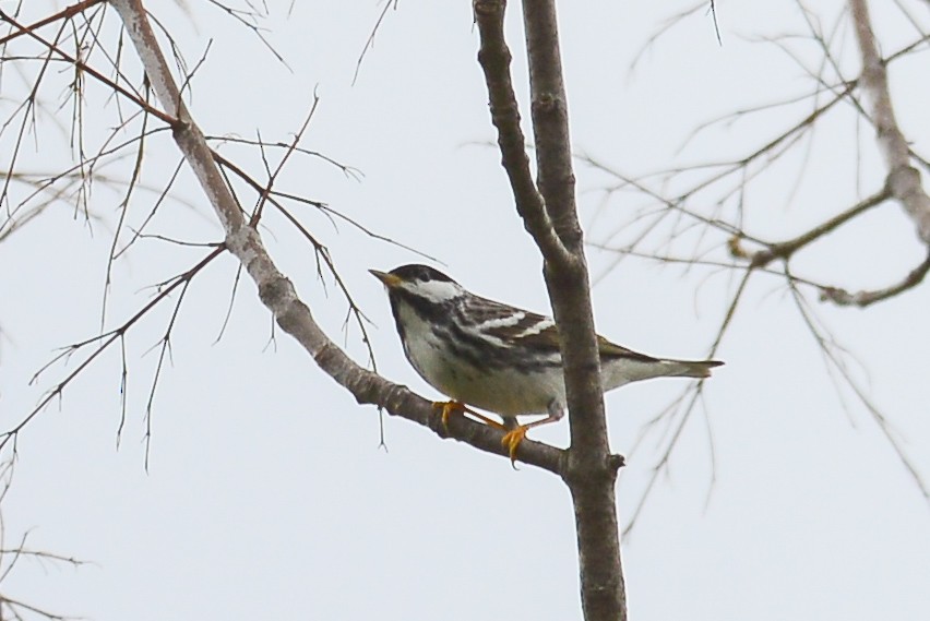 Blackpoll Warbler - ML28714571