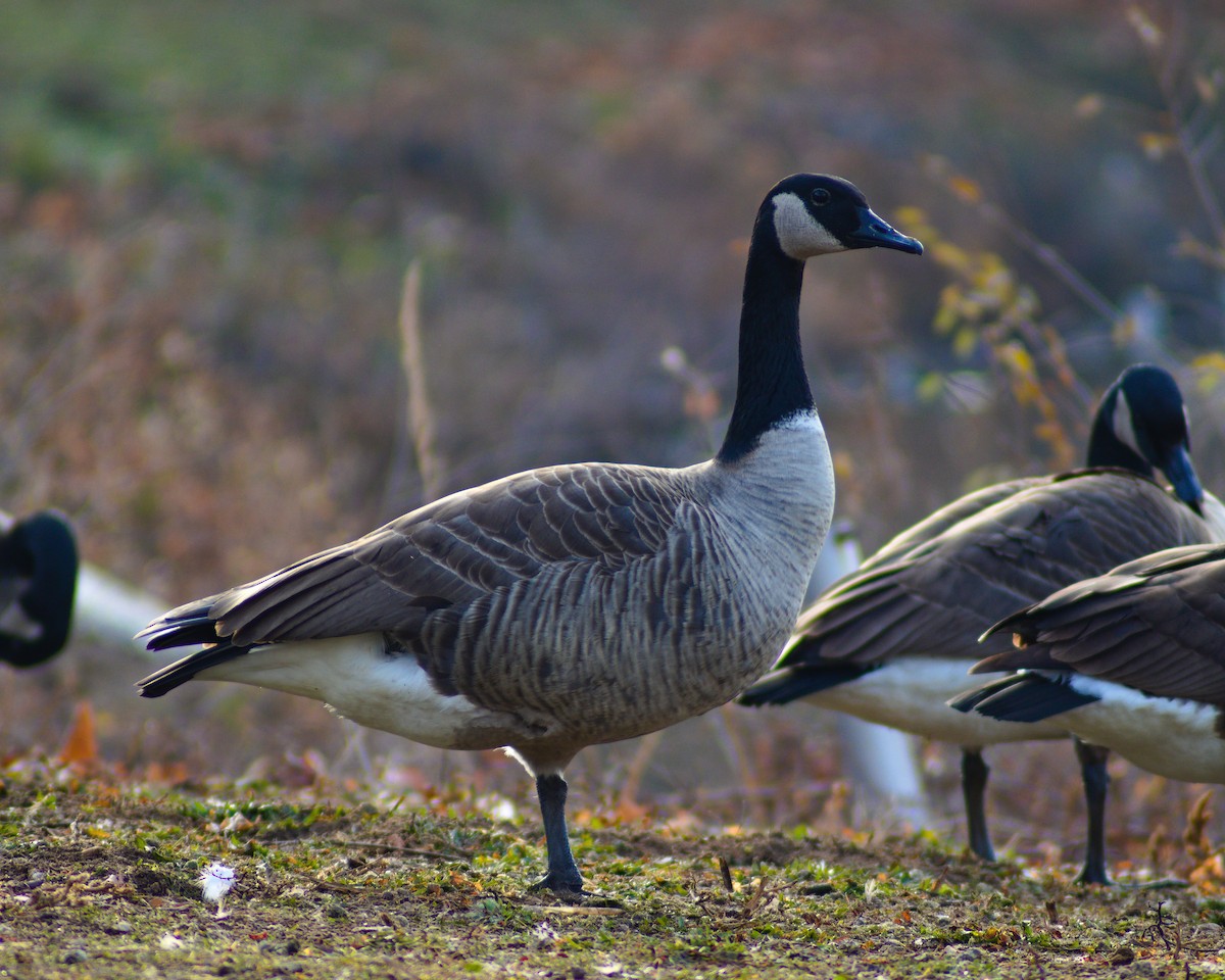 Canada Goose - ML287146351