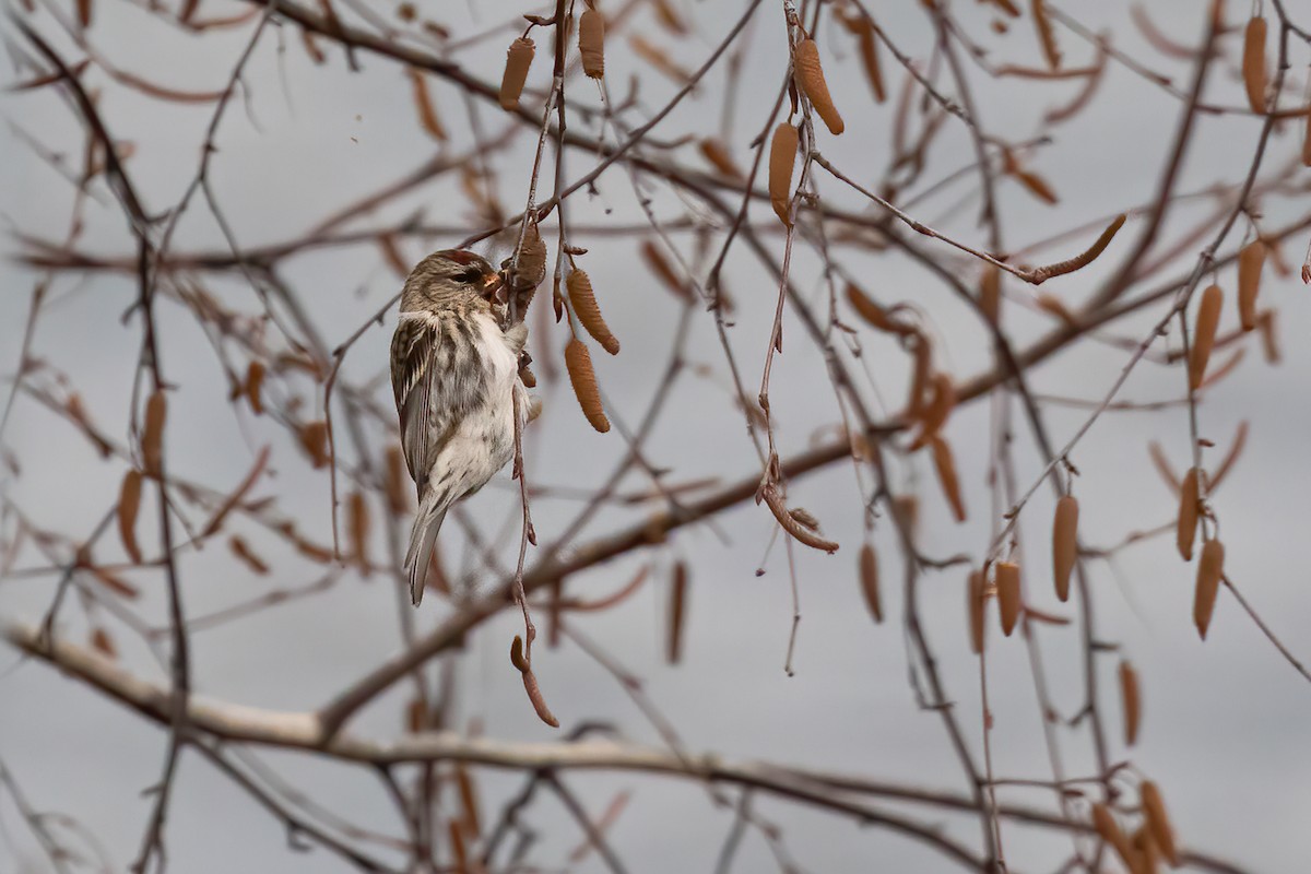 Common Redpoll - ML287146611