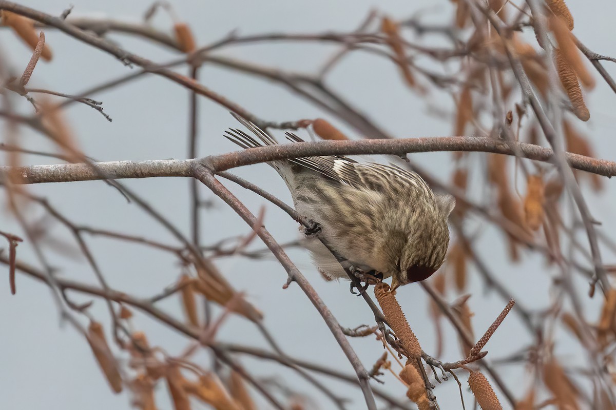 Common Redpoll - ML287146651