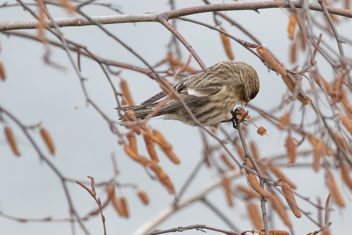 Common Redpoll - ML287146661