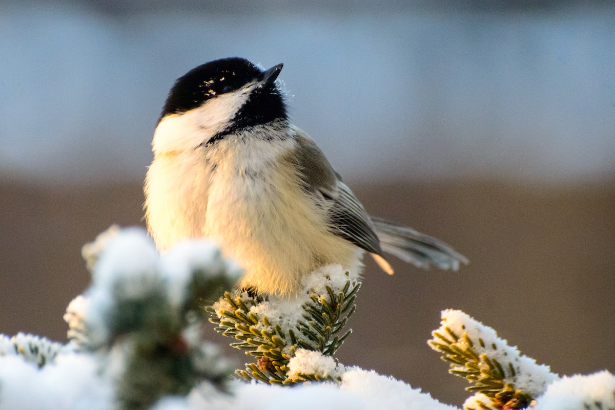 Black-capped Chickadee - Vicki St Germaine