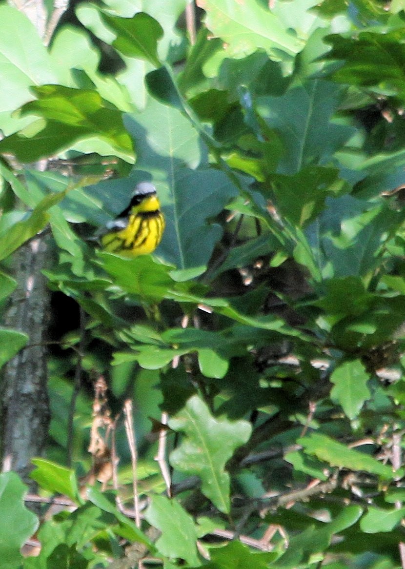 Magnolia Warbler - ML28714901