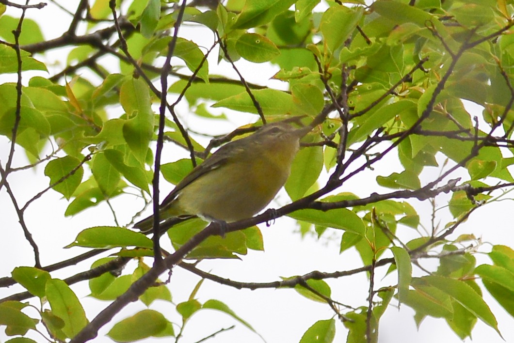 Philadelphia Vireo - George Chiu