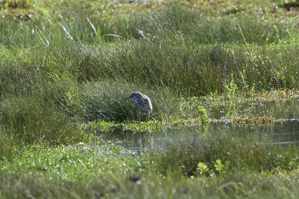 Black-crowned Night Heron - ML287150601