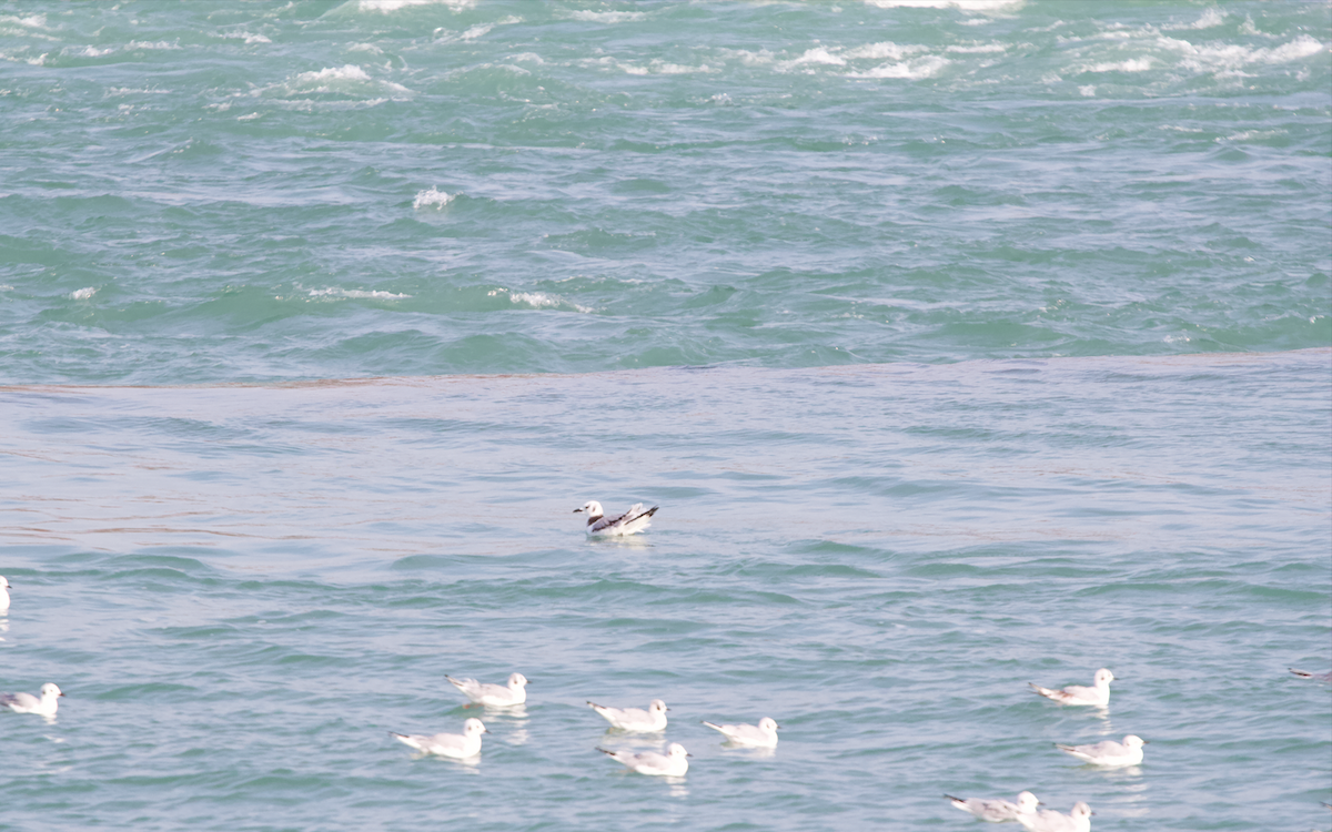 Black-legged Kittiwake - ML287153091