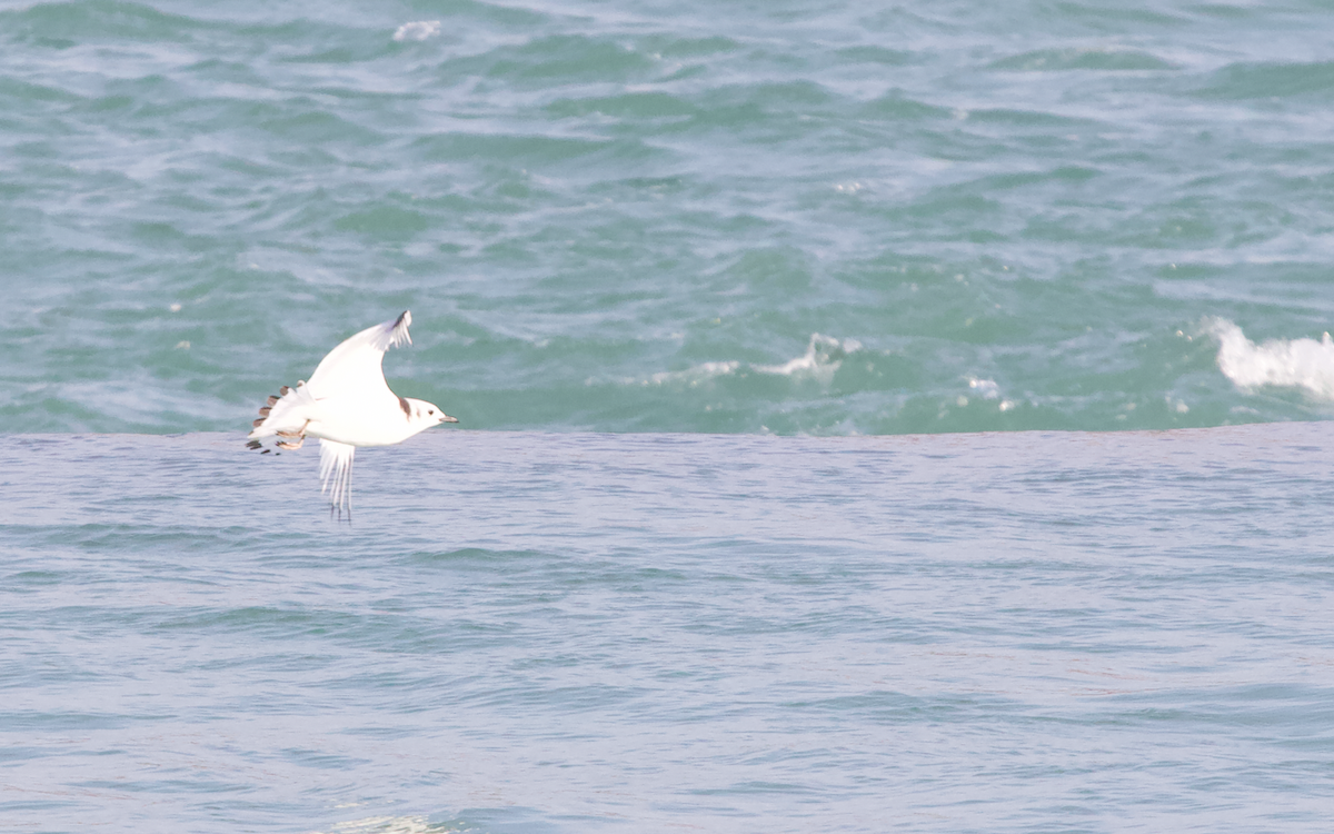 Black-legged Kittiwake - Katie Bristow