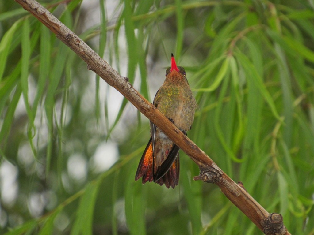 kolibřík zlacený - ML28715311