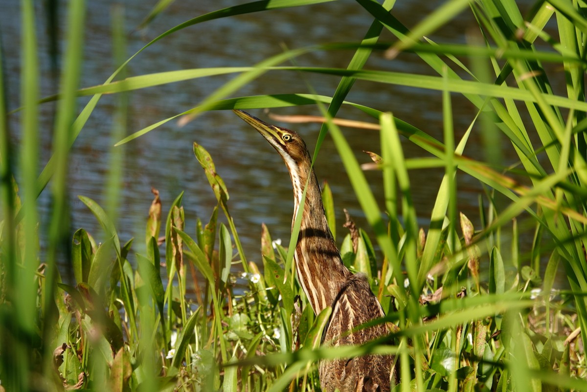 American Bittern - ML287153371