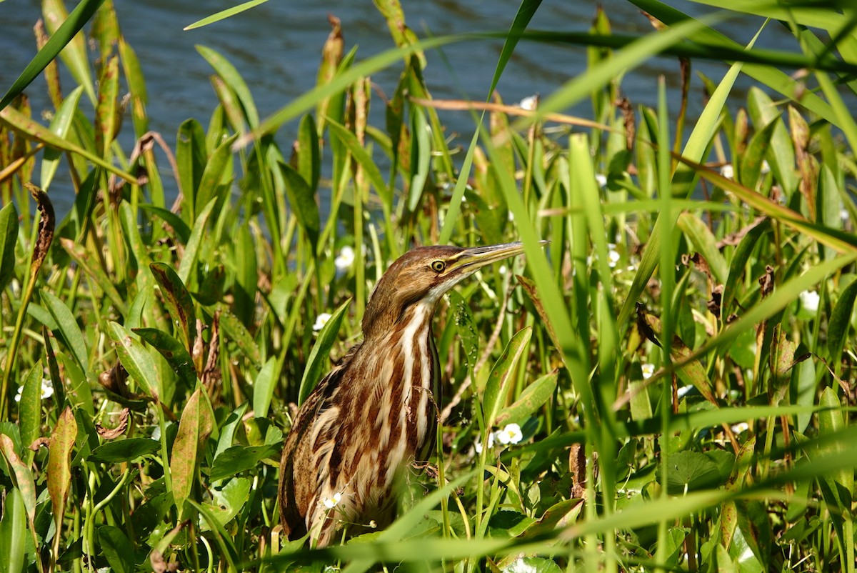 American Bittern - ML287153501