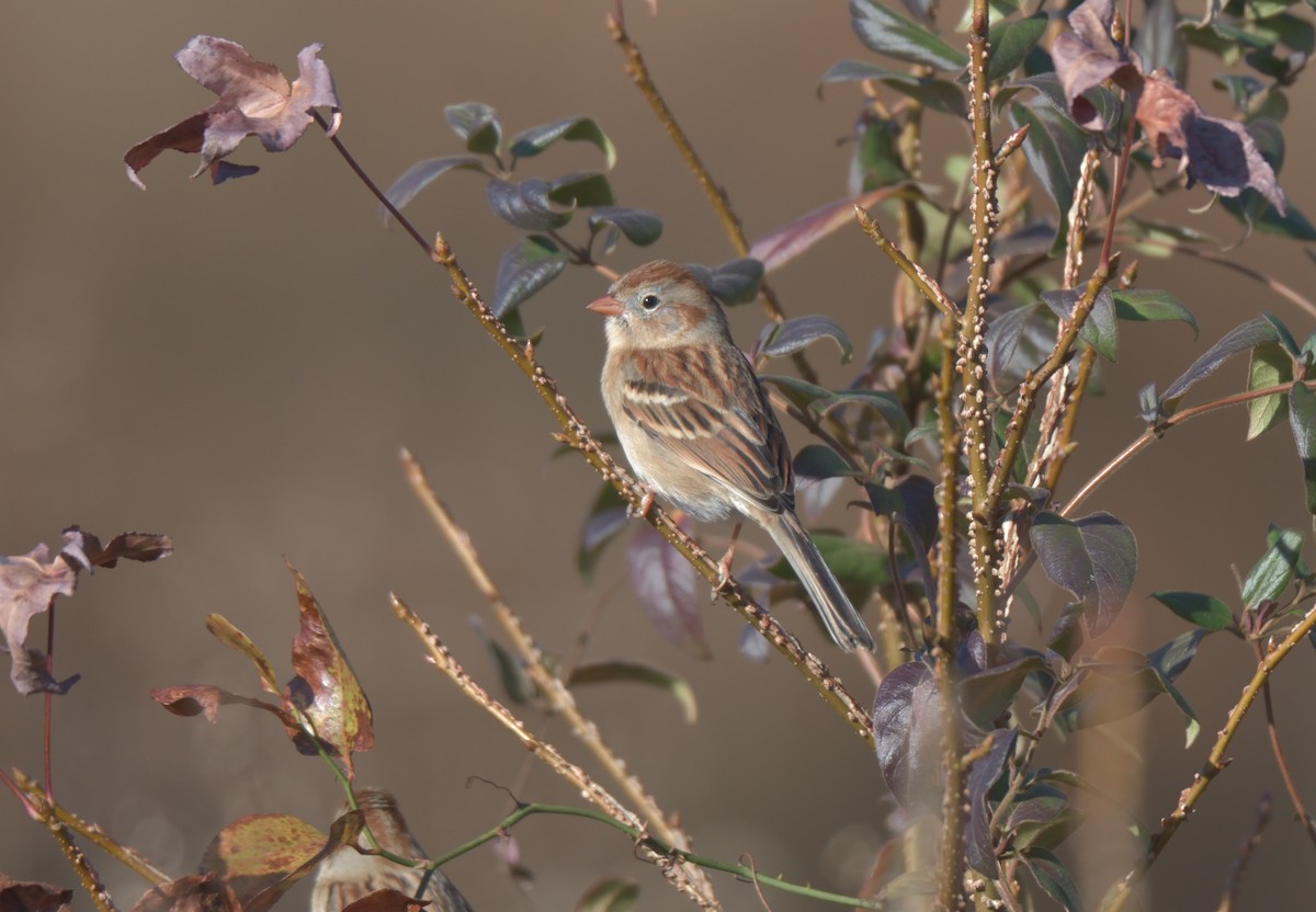 Field Sparrow - ML287154311