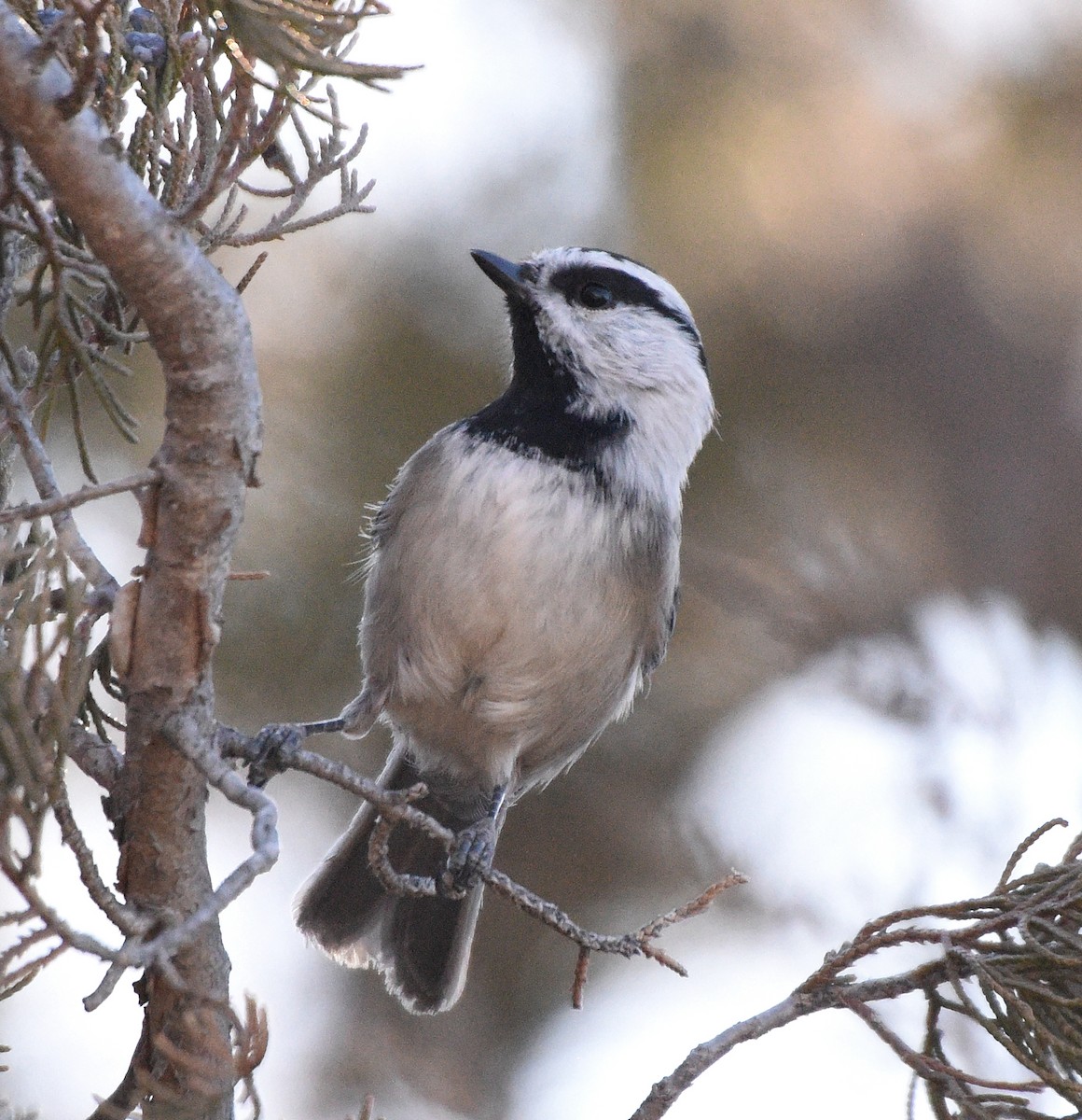 Mountain Chickadee - Steven Mlodinow