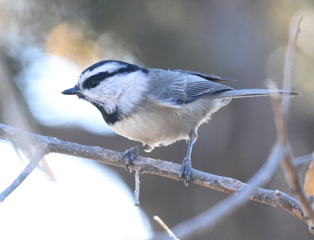 Mésange de Gambel - ML287155911