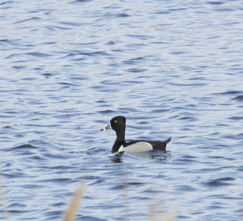 Ring-necked Duck - ML28715611