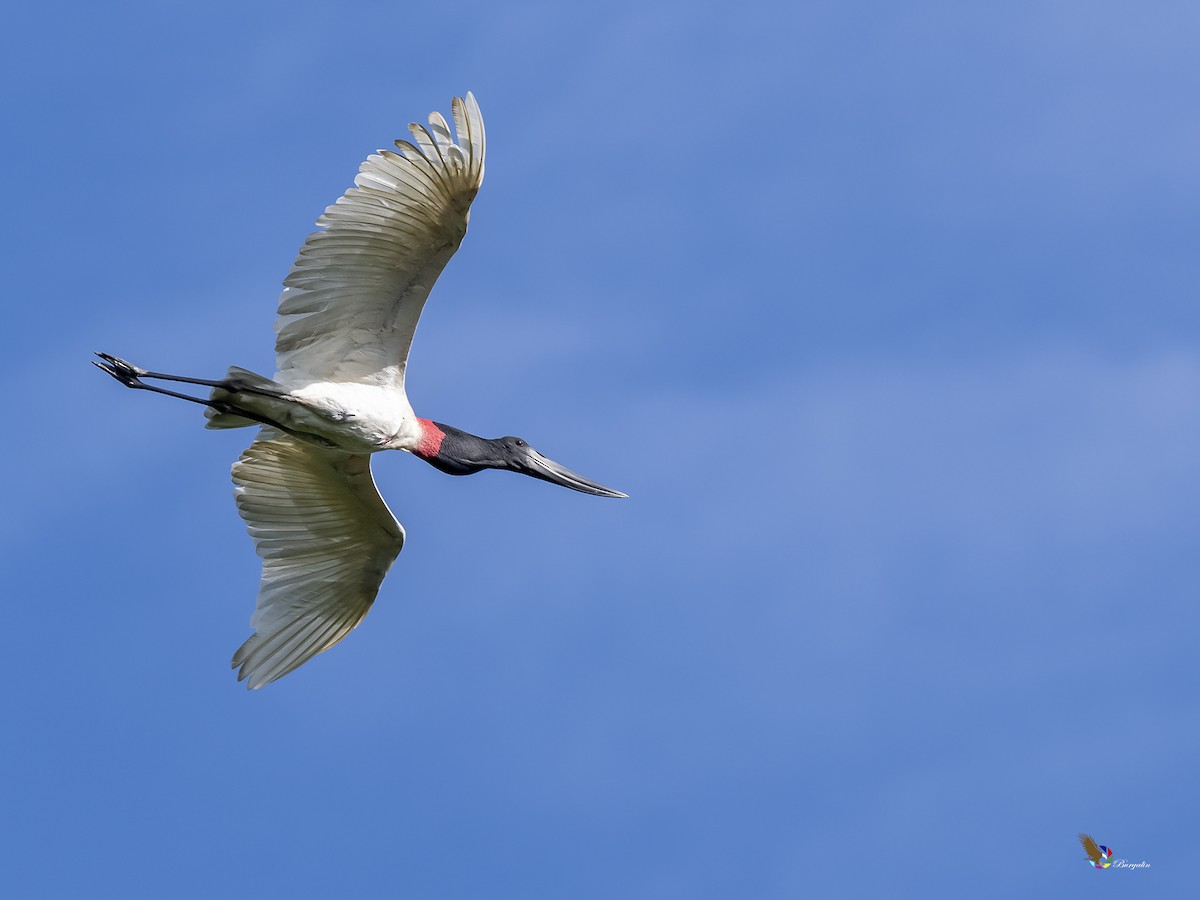 Jabiru - fernando Burgalin Sequeria