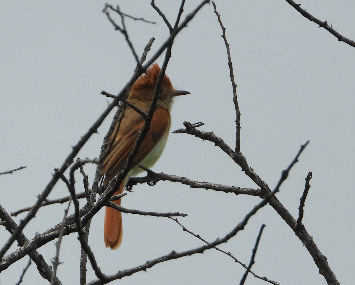 Ash-throated Casiornis - ML287156721