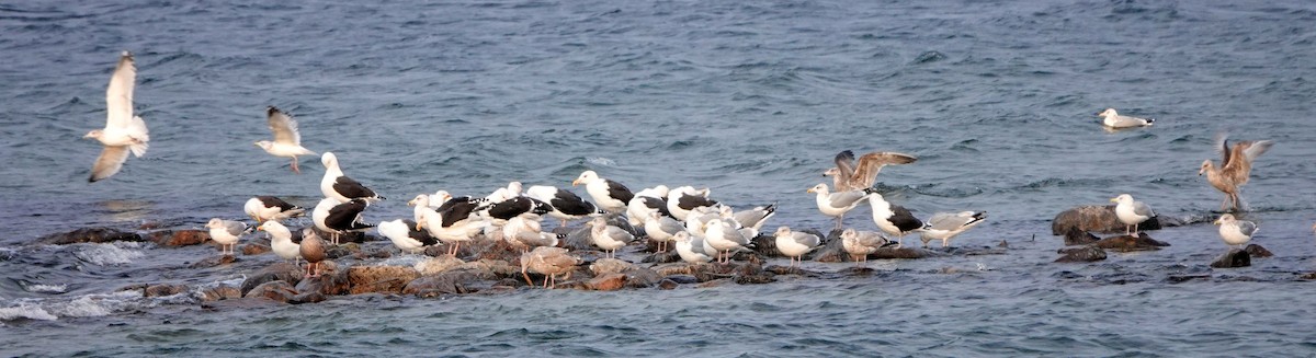 Great Black-backed Gull - ML287157761