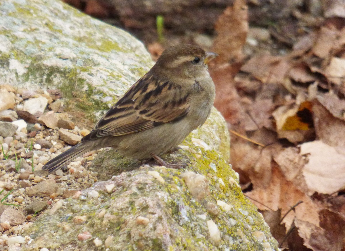 House Sparrow - ML287158651