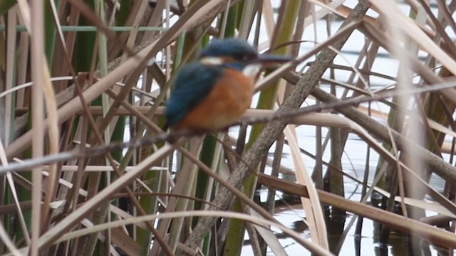 Common Kingfisher - ML287159561