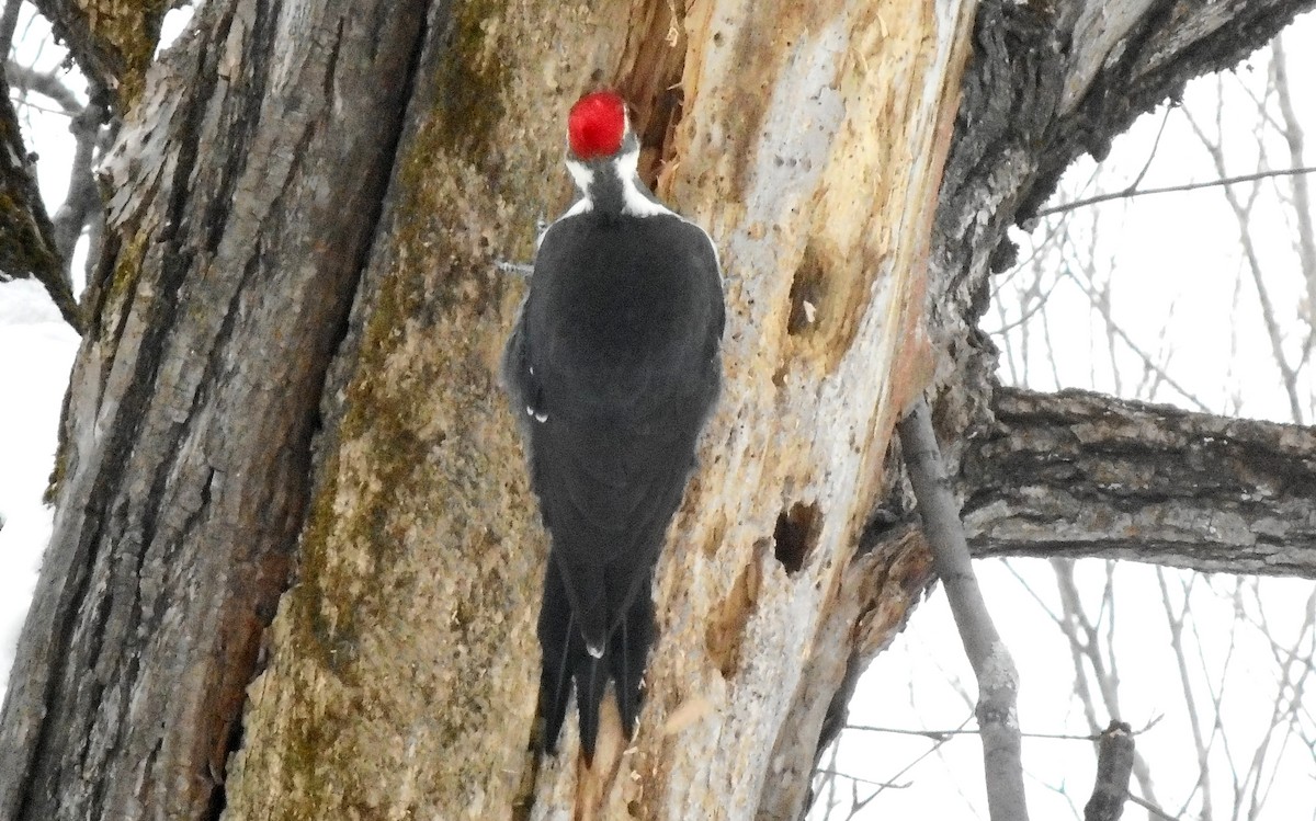 Pileated Woodpecker - ML287159611