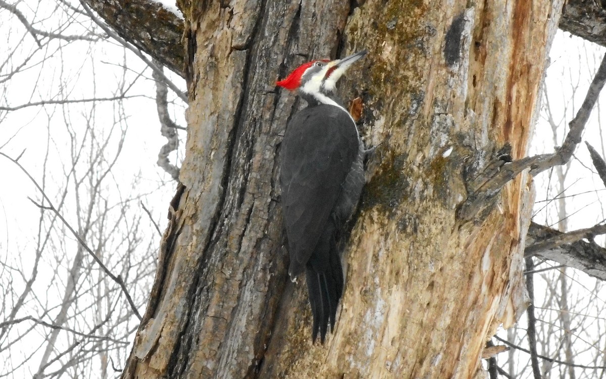 Pileated Woodpecker - ML287159661