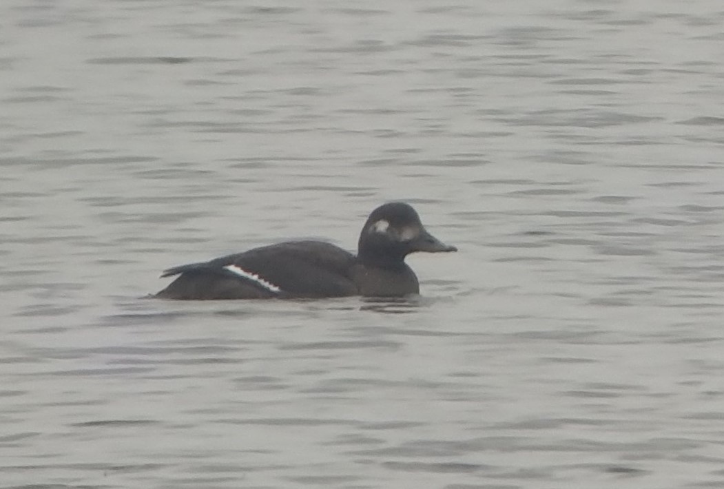 Velvet Scoter - ML287159671