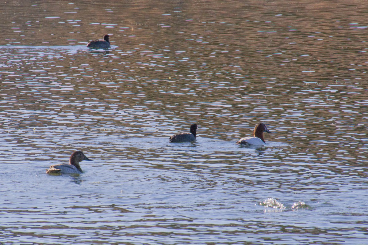 Canvasback - Carol Delynko