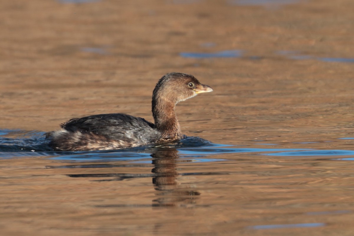 Pied-billed Grebe - Dennis Eckhart