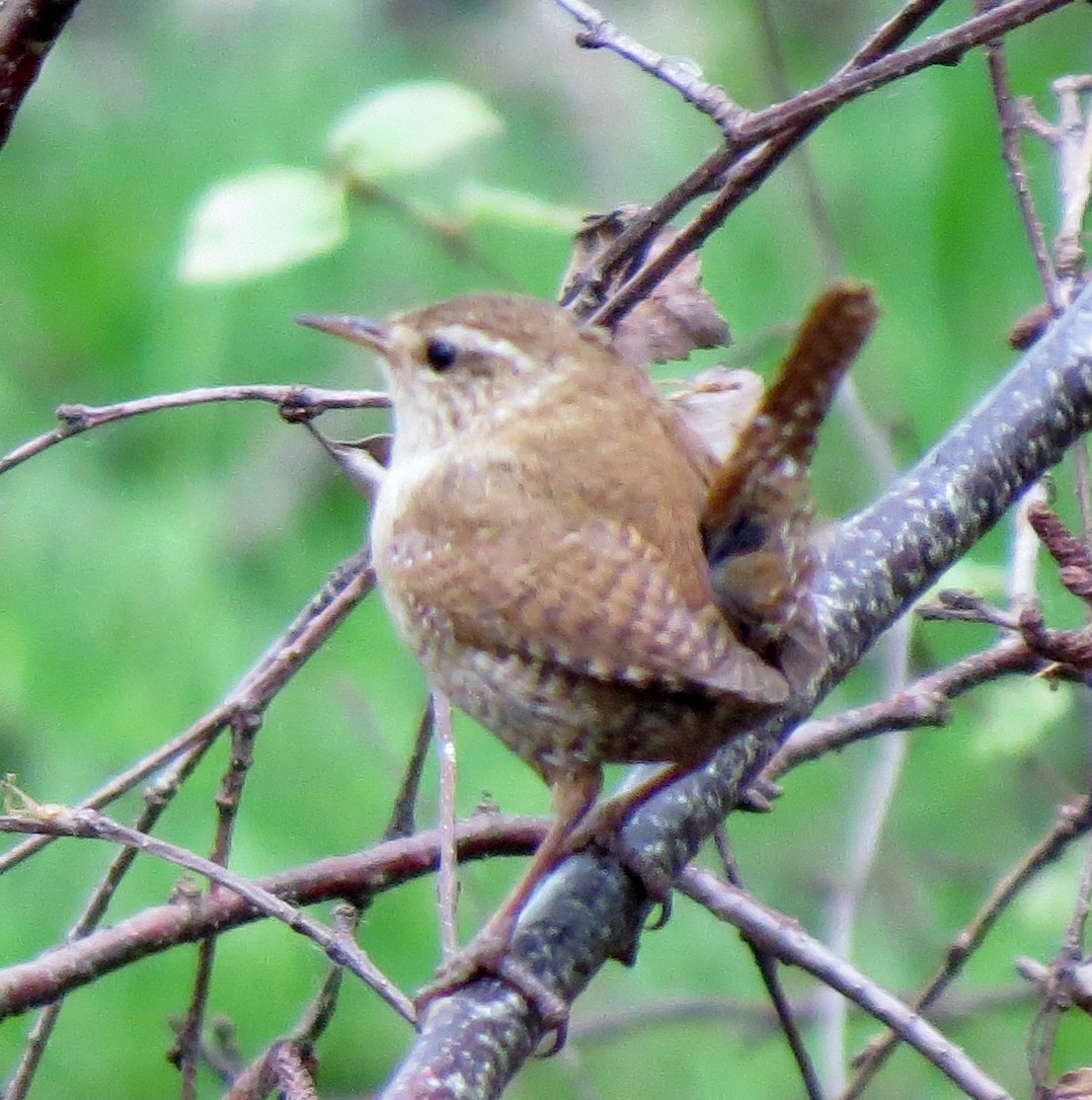 Eurasian Wren - JoAnn Potter Riggle 🦤