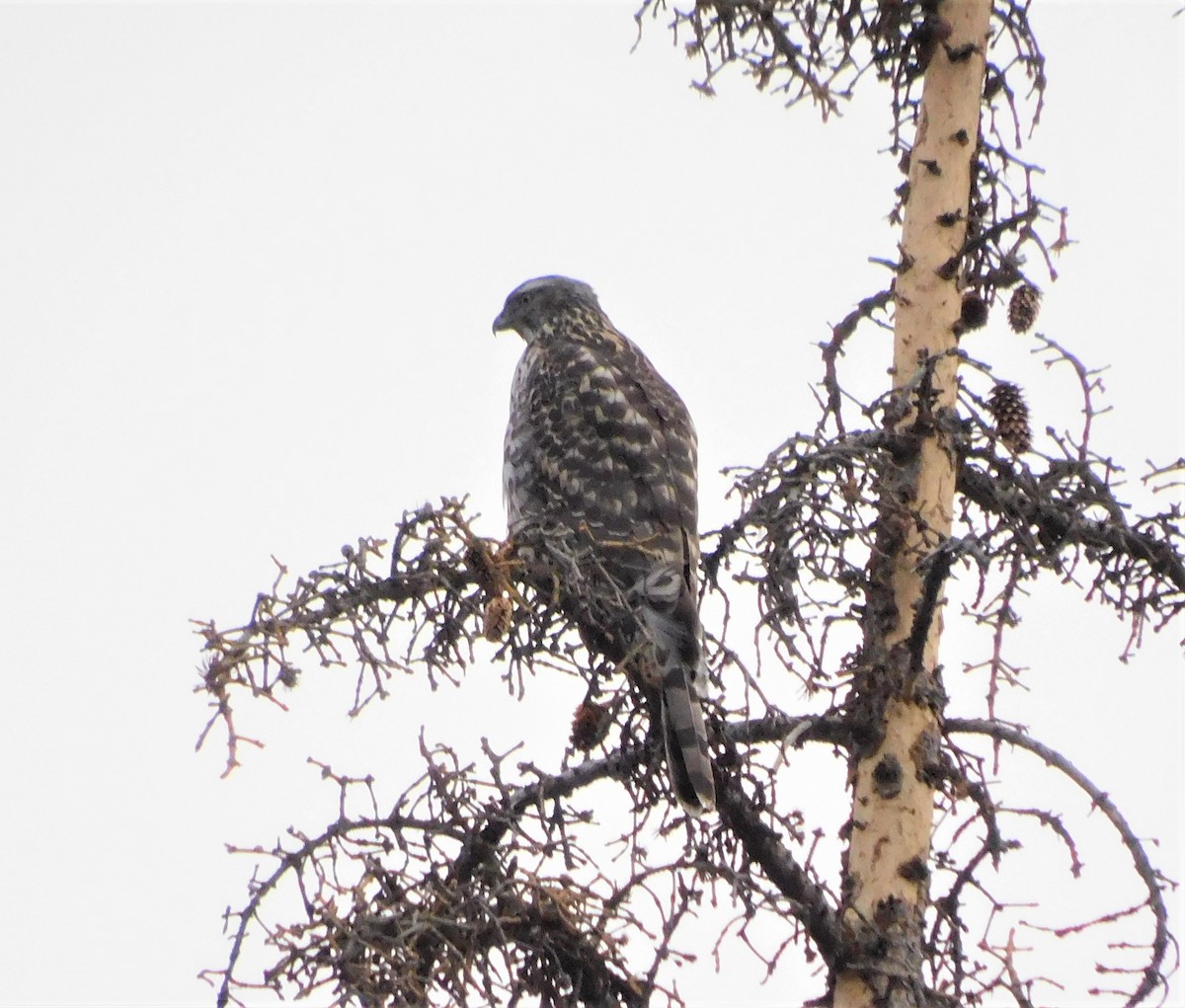 American Goshawk - ML287164821