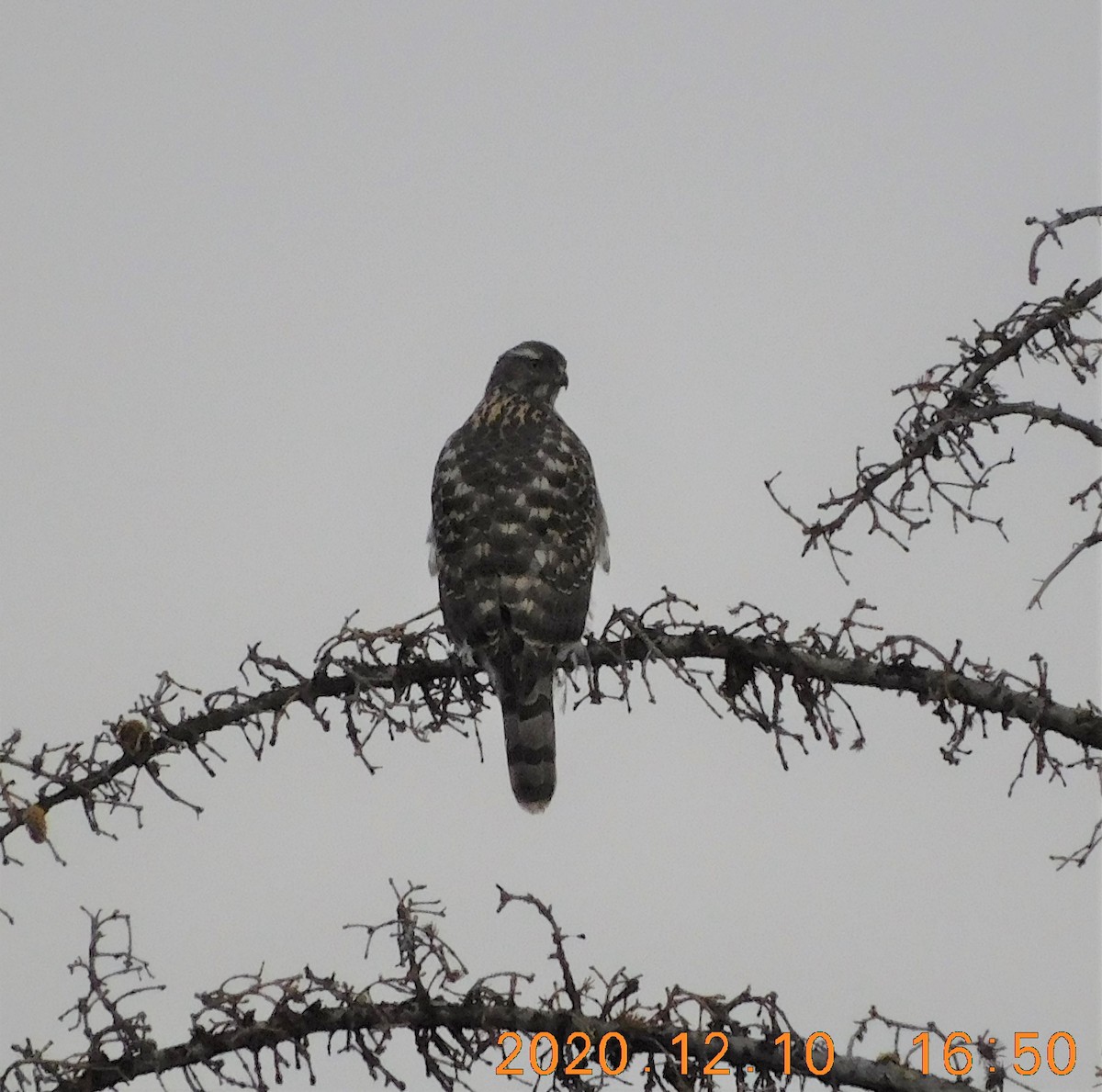 American Goshawk - ML287164831