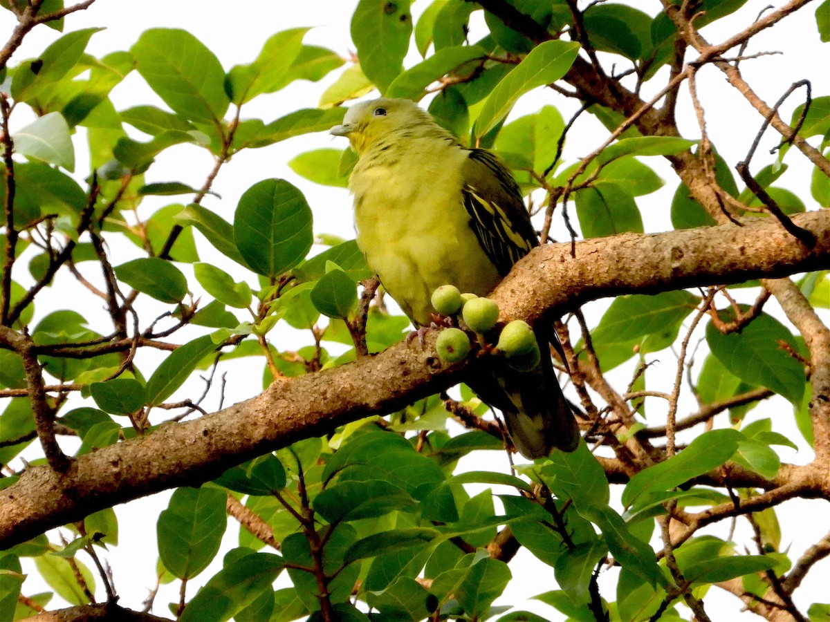 Gray-fronted Green-Pigeon - ML287166561