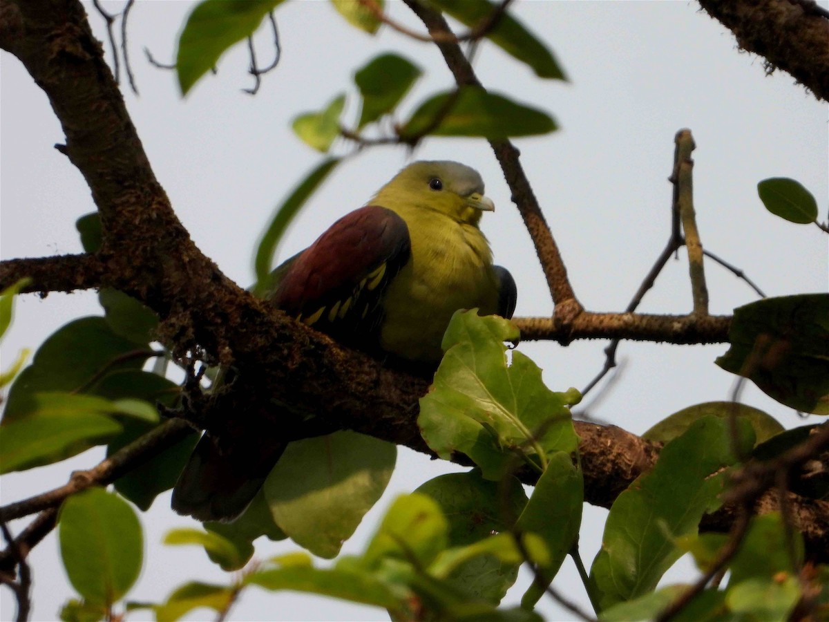 Gray-fronted Green-Pigeon - ML287166581